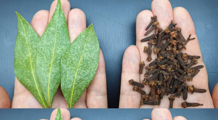 Mix Bay Leaf and Clove Together and You Will Thank Me for This Recipe!