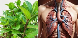 Mint Magic: 8 Reasons to Grow Mint