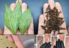Mix Bay Leaf and Clove Together and You Will Thank Me for This Recipe!