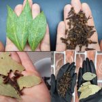 Mix Bay Leaf and Clove Together and You Will Thank Me for This Recipe!