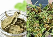 The Miraculous Benefits of Basil Tea: A Cure for All