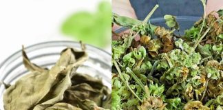 The Miraculous Benefits of Basil Tea: A Cure for All