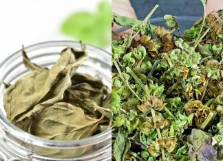 The Miraculous Benefits of Basil Tea: A Cure for All