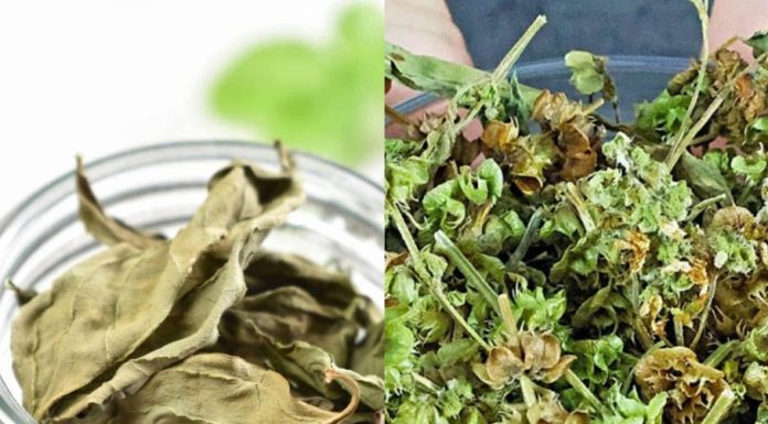 The Miraculous Benefits of Basil Tea: A Cure for All