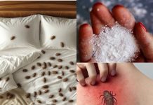 How to remove dust mites and bed bugs from your mattress naturally