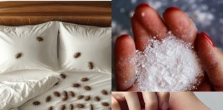 How to remove dust mites and bed bugs from your mattress naturally