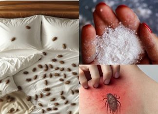 How to remove dust mites and bed bugs from your mattress naturally
