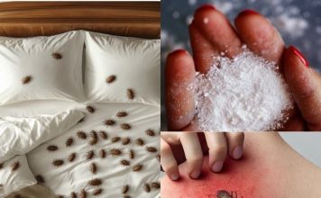How to remove dust mites and bed bugs from your mattress naturally
