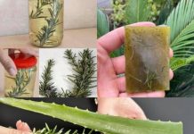 Unlock the Detoxifying Power of Aloe Vera and Rosemary