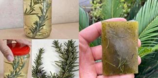 Unlock the Detoxifying Power of Aloe Vera and Rosemary