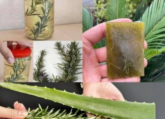 Unlock the Detoxifying Power of Aloe Vera and Rosemary