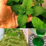 The Versatile Mint: Health Benefits, Uses, and How to Incorporate It into Your Daily Routine