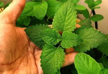 The Versatile Mint: Health Benefits, Uses, and How to Incorporate It into Your Daily Routine
