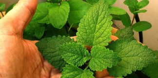 The Versatile Mint: Health Benefits, Uses, and How to Incorporate It into Your Daily Routine