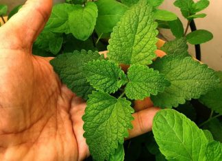 The Versatile Mint: Health Benefits, Uses, and How to Incorporate It into Your Daily Routine