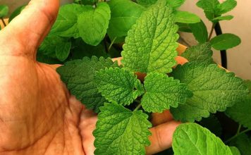 The Versatile Mint: Health Benefits, Uses, and How to Incorporate It into Your Daily Routine