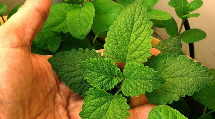 The Versatile Mint: Health Benefits, Uses, and How to Incorporate It into Your Daily Routine