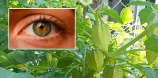 What Are the Benefits of Physalis (Uchúva)?