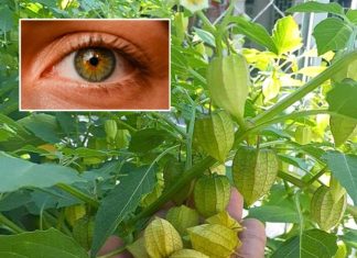 What Are the Benefits of Physalis (Uchúva)?