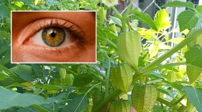 What Are the Benefits of Physalis (Uchúva)?
