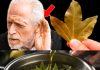 Managing Labyrinthitis Symptoms with Natural Remedies: The Role of Bay Leaves