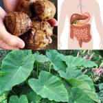 Taro (Colocasia esculenta): The Secret to Digestive and Colon Health