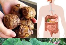 Taro (Colocasia esculenta): The Secret to Digestive and Colon Health
