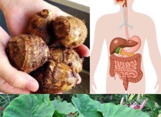 Taro (Colocasia esculenta): The Secret to Digestive and Colon Health