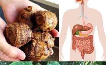 Taro (Colocasia esculenta): The Secret to Digestive and Colon Health