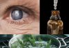Rosemary for Vision: A Natural Way to Tackle Cataracts and Eye Inflammation