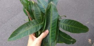 The Hidden Power of Papaya Leaves: Nature’s Unseen Healer