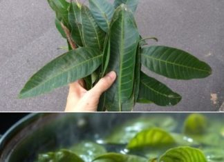 The Hidden Power of Papaya Leaves: Nature’s Unseen Healer