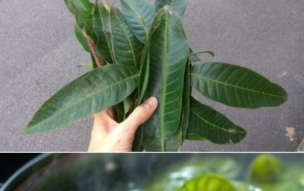The Hidden Power of Papaya Leaves: Nature’s Unseen Healer