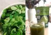 How to Make Moringa Powder: Unlock the Benefits of the “Tree of Life” Superfood