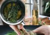 Say Goodbye to Gray Hair and Hair Loss with This Powerful Rosemary Recipe