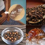 Bedbugs: How Do They Live, and How to Eradicate Them from Your House Using Clove?