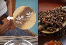 Bedbugs: How Do They Live, and How to Eradicate Them from Your House Using Clove?