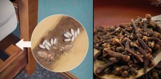 Bedbugs: How Do They Live, and How to Eradicate Them from Your House Using Clove?
