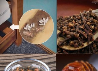 Bedbugs: How Do They Live, and How to Eradicate Them from Your House Using Clove?