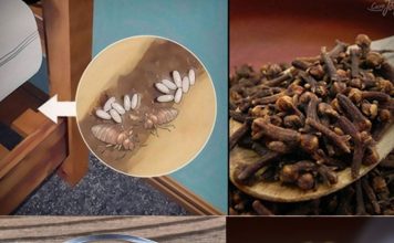 Bedbugs: How Do They Live, and How to Eradicate Them from Your House Using Clove?