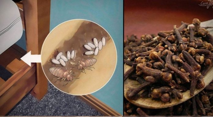 Bedbugs: How Do They Live, and How to Eradicate Them from Your House Using Clove?