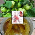 The Benefits of Guava Leaves Tea – A Comprehensive Exploration of Nature’s Multifaceted Elixir