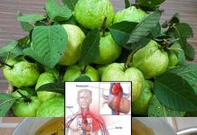 The Benefits of Guava Leaves Tea – A Comprehensive Exploration of Nature’s Multifaceted Elixir