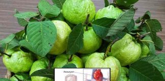 The Benefits of Guava Leaves Tea – A Comprehensive Exploration of Nature’s Multifaceted Elixir