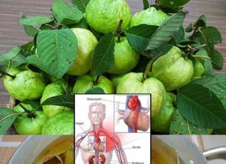 The Benefits of Guava Leaves Tea – A Comprehensive Exploration of Nature’s Multifaceted Elixir