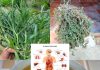 27 Natural Remedies for Common Health Issues
