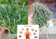 27 Natural Remedies for Common Health Issues