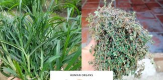 27 Natural Remedies for Common Health Issues