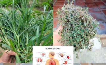 27 Natural Remedies for Common Health Issues
