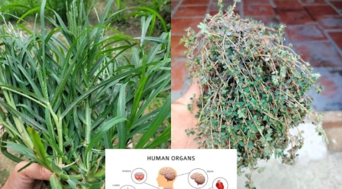 27 Natural Remedies for Common Health Issues